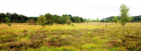 Vue sur la tourbière - Crédit photo PNRML